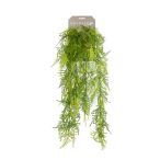 Asparagus (Fátyolasparagus) bokor lógó x6 80cm