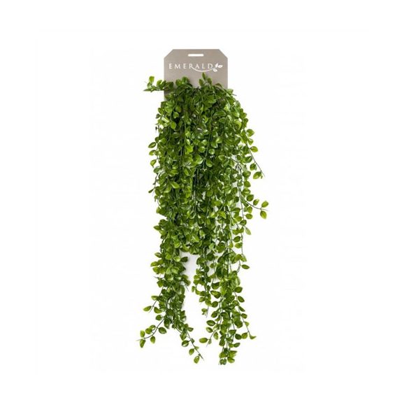 Ficus pumila hanging bush Kúszó fikusz bokor x6 80cm