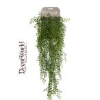 Jasmin mini hanging bush Jázmin bokor lógó x6 80cm