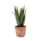 Aloe vera 15 lvs 23cm (cserépben 11cm)