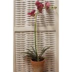 Phalaenopsis 45cm lila (11cm agyag cserépben) Akciós