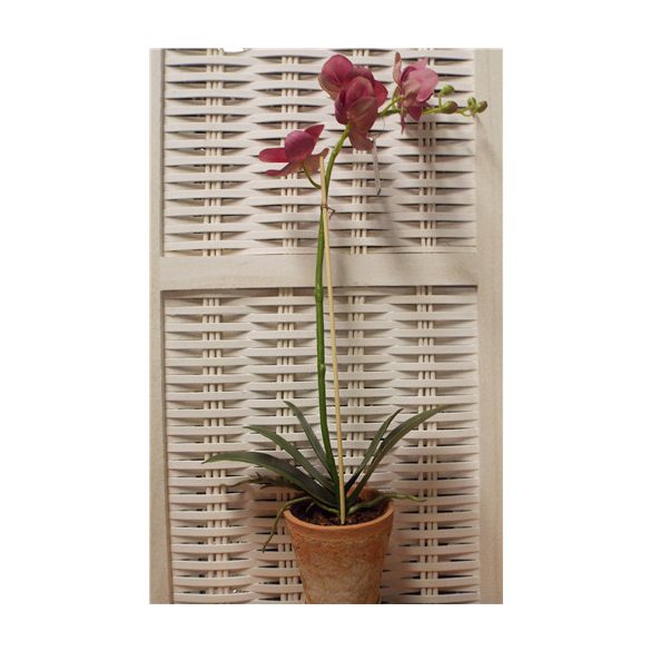 Phalaenopsis 45cm lila (11cm agyag cserépben) Akciós