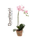 Phalaenopsis 45cm pink (11cm agyag cserépben) Akciós
