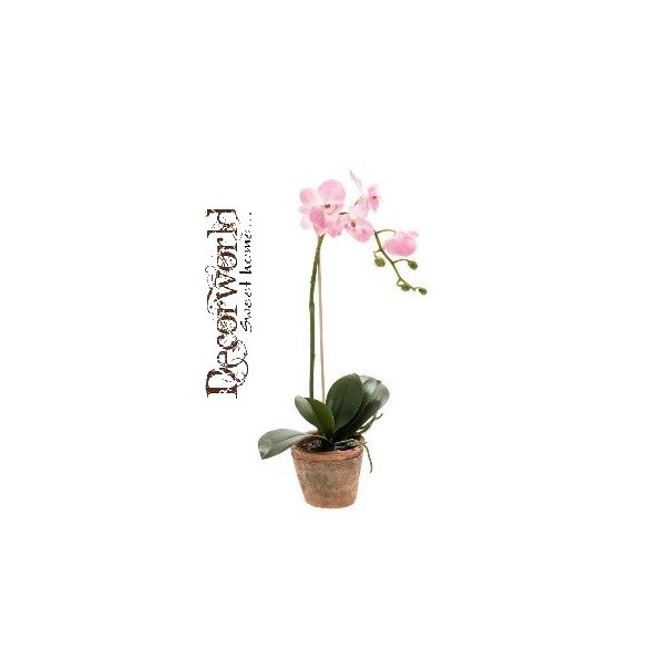 Phalaenopsis 45cm pink (11cm agyag cserépben) Akciós