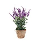 Salvia bokor x30 lt lilac, cserépben 16cm