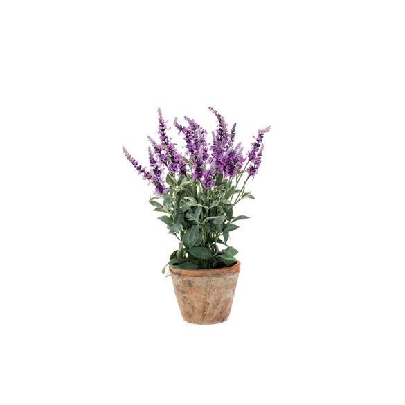 Salvia bokor x30 lt lilac, cserépben 16cm