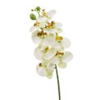 Phalaenopsis szál 8fl 70cm fehér/zöld