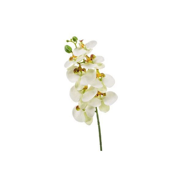 Phalaenopsis szál 8fl 70cm fehér/zöld