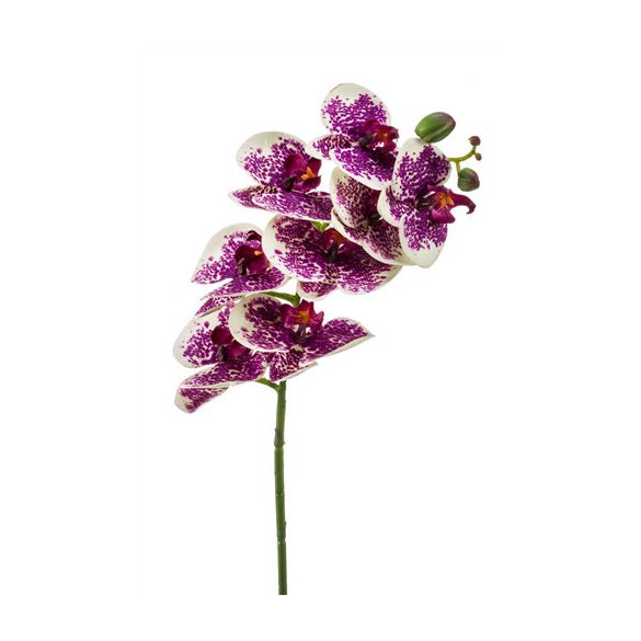 Phalaenopsis ág 8 virág 70cm krém/violet