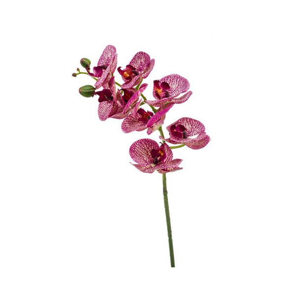 Phalaenopsis ág 8 virág 70cm - Fukszia