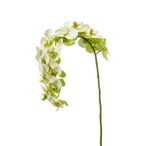 Phalaenopsis szál 15fl 110cm zöld