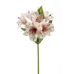 Astromelia spray 45 cm - Rózsaszín