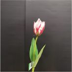Tulipán 40cm - Beauty/krém