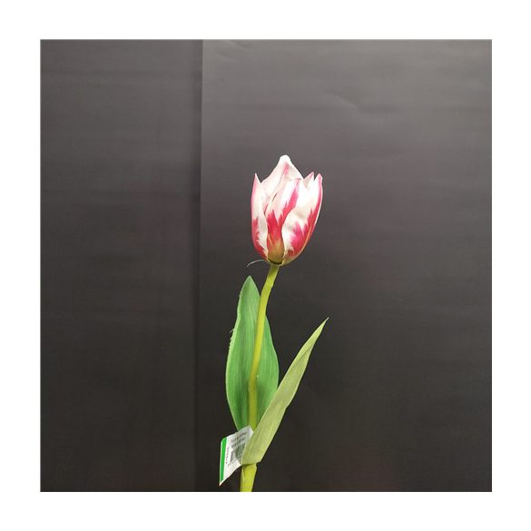 Tulipán 40cm - Beauty/krém