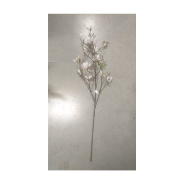 Magnolia stellata ág 110cm barack
