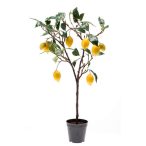 Citromfa 75cm cserépben