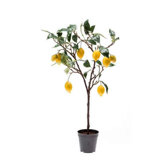 Citromfa 75cm cserépben