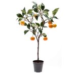 Mandarin 75cm cserépben