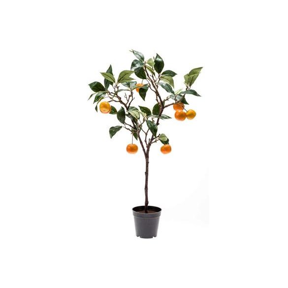 Mandarin 75cm cserépben