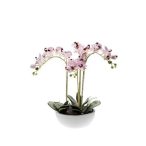 Phalaenopsis x4 60cm lila, fehér cserépben 25cm