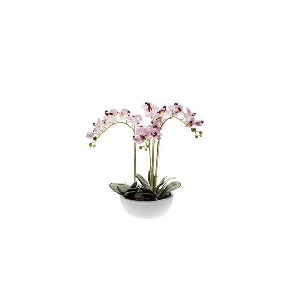 Phalaenopsis x4 60cm lila, fehér cserépben 25cm