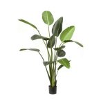 Strelitzia 190cm/ 13levél (műanyag cserépben)