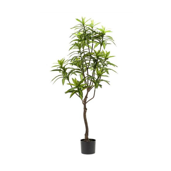 Sárkányfa 130cm/292 levél