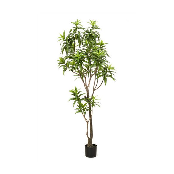 Sárkányfa 190cm/553 levél