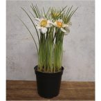   Nárcisz ültetett 23cm - Fehér/sárga (műanyag cserépben)