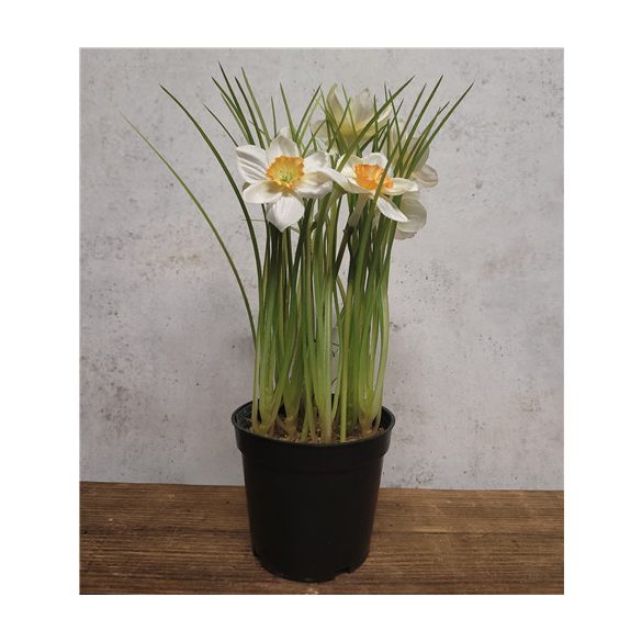 Nárcisz ültetett 23cm - Fehér/sárga (műanyag cserépben)