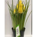 Tulipán 23cm - sárga (fekete műanyag cserépben)