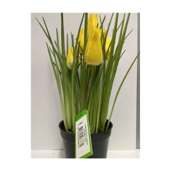 Tulipán 23cm - sárga (fekete műanyag cserépben)