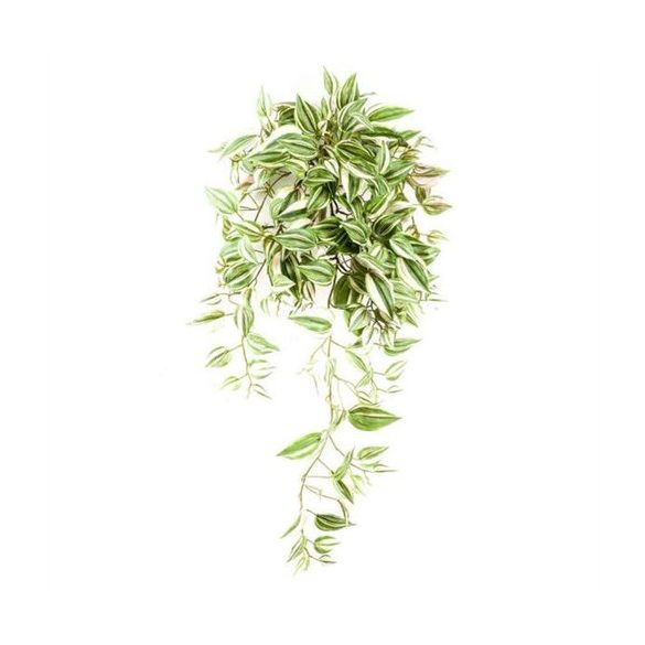Tradescantia csüngő bokor 70cm/206lvs - Zöld/fehér