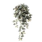 Tradescantia csüngő bokor 70cm/206lvs - Lila