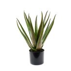 Aloe palánta 50cm/16lvs cserépben