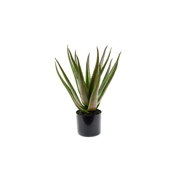 Aloe palánta 50cm/16lvs cserépben