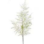 Asparagus plumosus spray x5 100cm