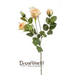 Rózsaág Peggy 60cm barack