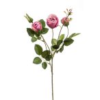 Rózsaág Peggy 60cm - Beauty
