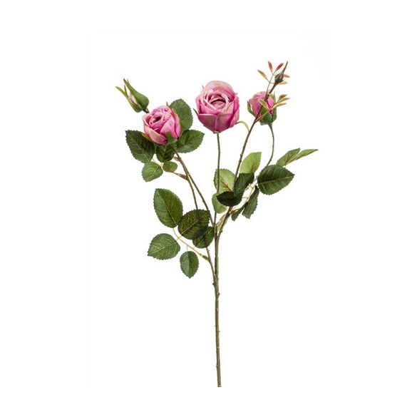 Rózsaág Peggy 60cm - Beauty