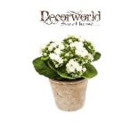 Korallvirág 22cm krém (11cm agyag cserépben)