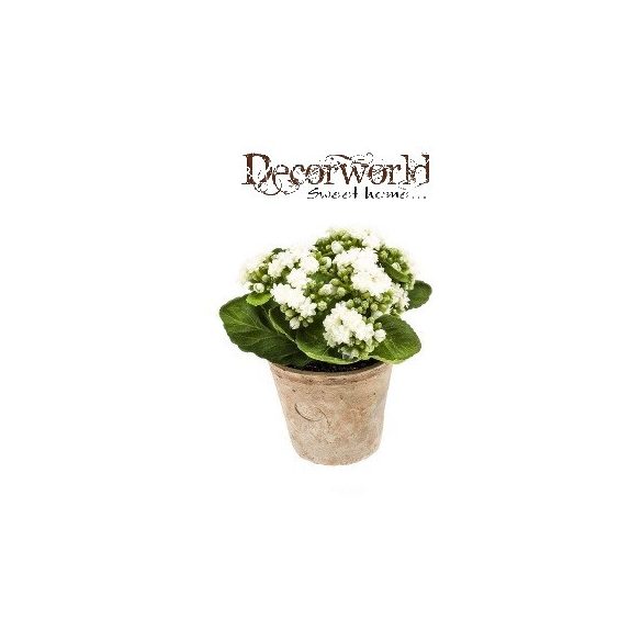 Korallvirág 22cm krém (11cm agyag cserépben)