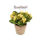 Korallvirág 22cm sárga (11cm agyag cserépben)