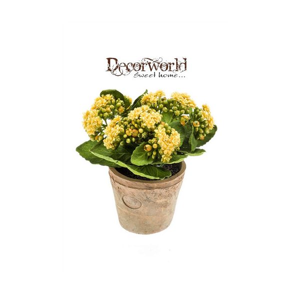 Korallvirág 22cm sárga (11cm agyag cserépben)