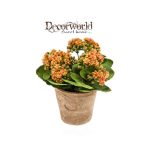 Korallvirág 22cm narancssárga (11cm agyag cserépben)