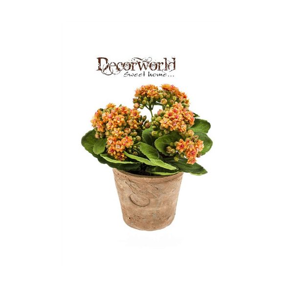 Korallvirág 22cm narancssárga (11cm agyag cserépben)