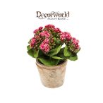 Korallvirág 22cm beauty (11cm agyag cserépben)