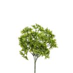 Petrezselyem Bokor x3 23cm - Zöld