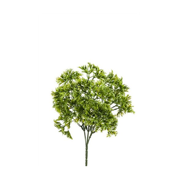 Petrezselyem Bokor x3 23cm - Zöld