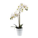 Phalaenopsis bokor RT 65cm - Fehér (fehér cserépben 12cm)